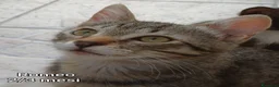 Altre razze gatti in regalo: MICINI, URGENTE!!! TEMPO SCADUTO  a Provincia di Arezzo - Annuncio 4