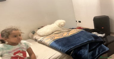 Bichon cani - Annuncio 3