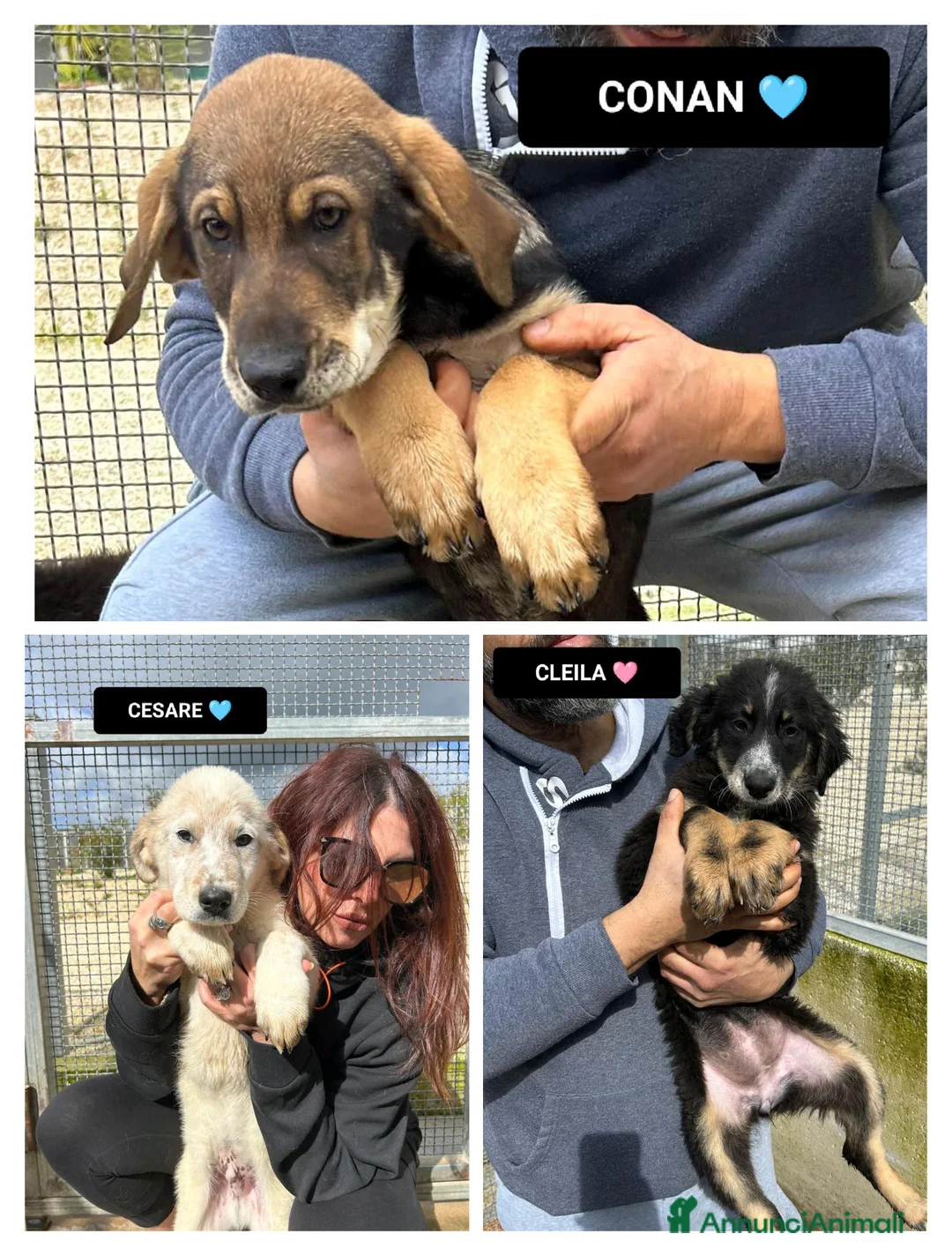 Altre razze cani in regalo: CLELIA CESARE CONAN - Annuncio 4