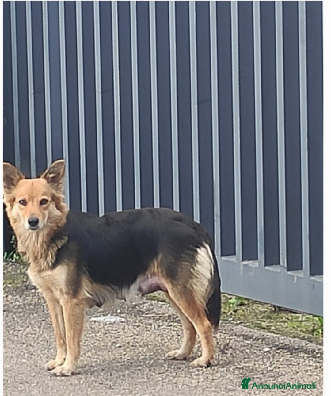 Meticcio cani in regalo: Cuccioli di taglia media piccola e media - Annuncio 5