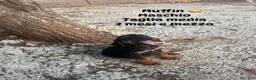 Meticcio cani in regalo: Cuccioli in cerca di casa a Provincia di Modena - Annuncio 1
