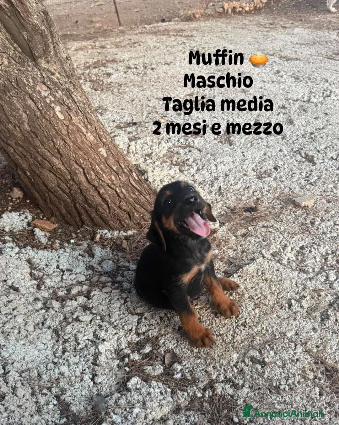 Meticcio cani in regalo: Cuccioli in cerca di casa a Provincia di Modena - Annuncio 1