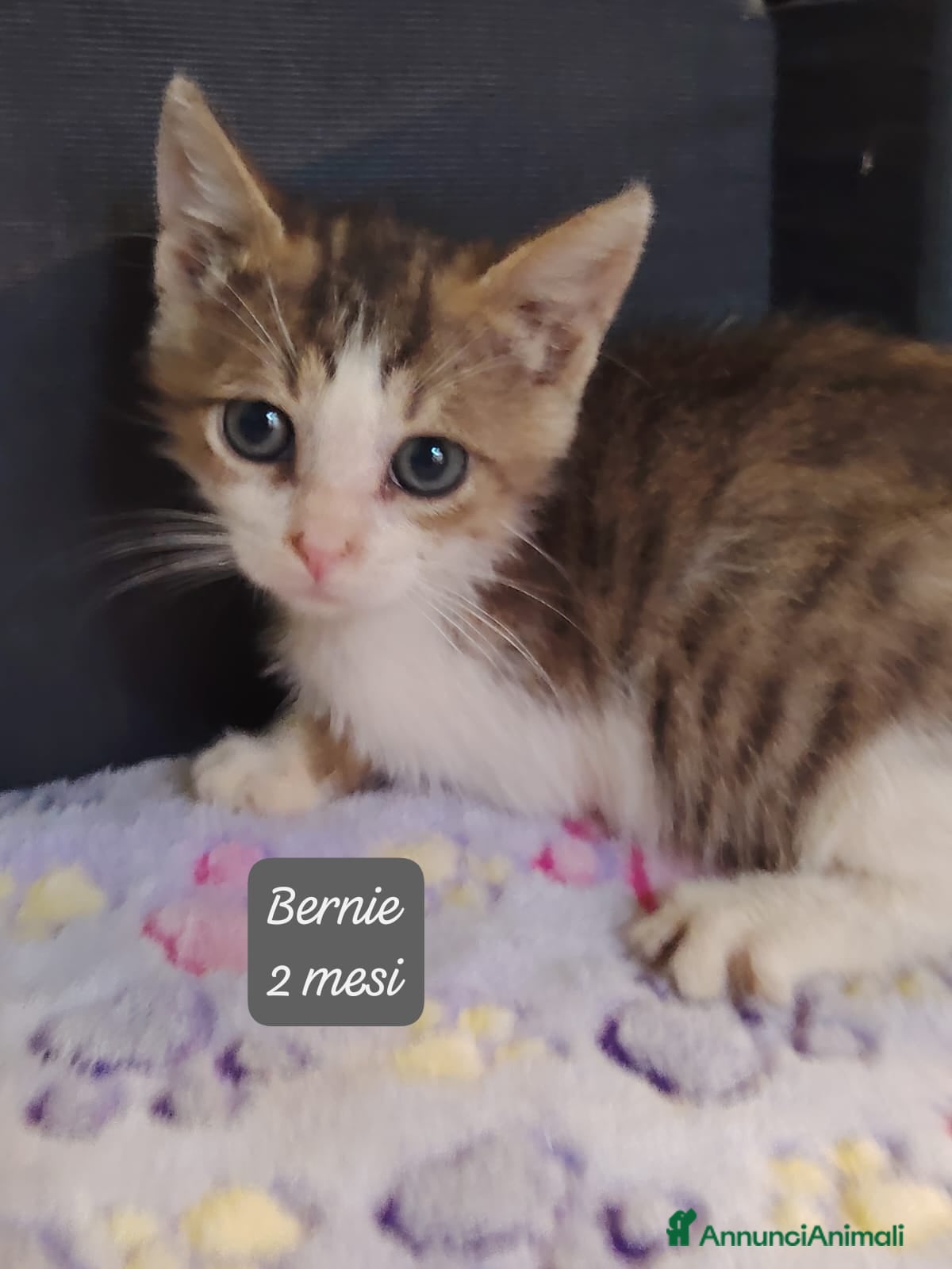 Europeo gatti Urgenti famiglie per questi gattini  - Annuncio 2