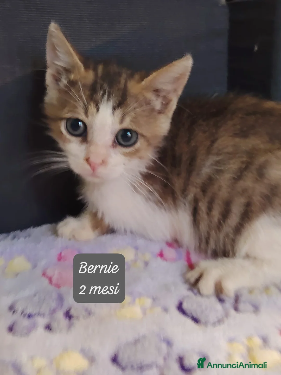 Europeo gatti in regalo: Urgenti famiglie per questi gattini  a Provincia di Monza e della Brianza - Annuncio 1