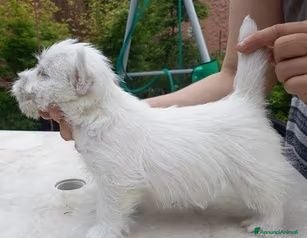 West Highland cani Cucciolo di West Highland White terrier - Annuncio 2