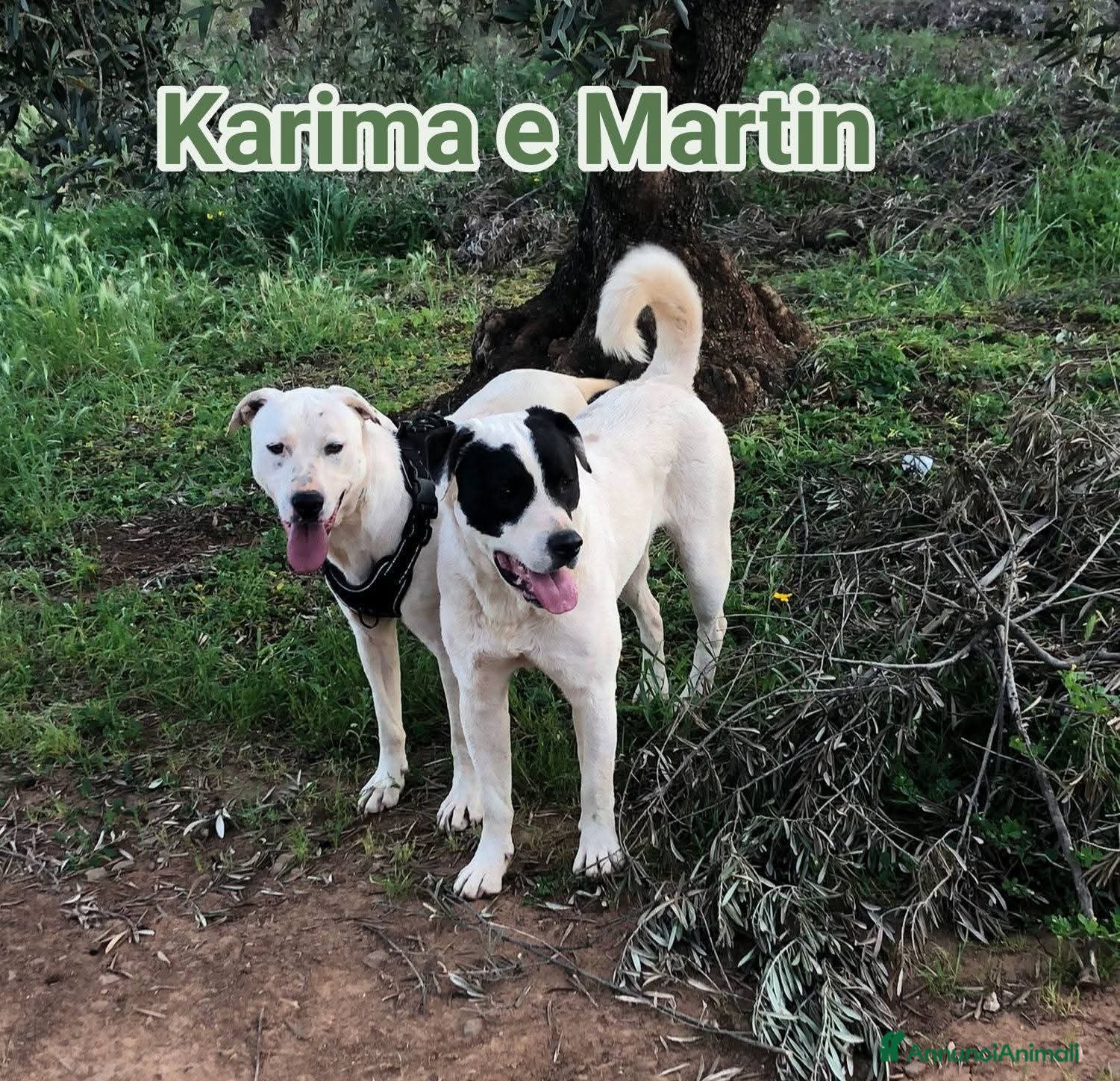 Meticcio cani Martin e Karima - Annuncio 5