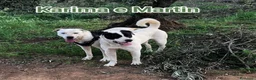 Meticcio cani in regalo: Martin e Karima - Annuncio 1