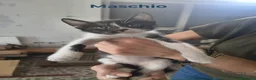 Meticcio gatti in regalo: Sono 6 hanno 3 mesi, belli! Dolci - Annuncio 6