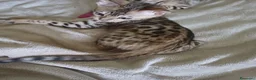 Bengala gatti in vendita: Gatto del Bengala  - Annuncio 8