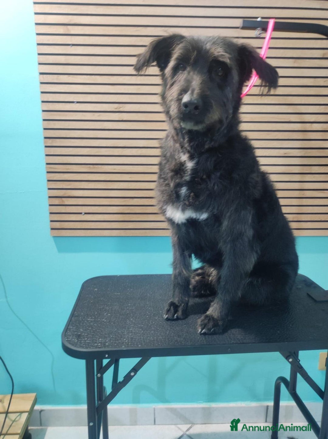 Meticcio cani in regalo: Simil spinoncini fratelli salvati da 1lager.NAPOLI a Città metropolitana di Milano - Annuncio 2