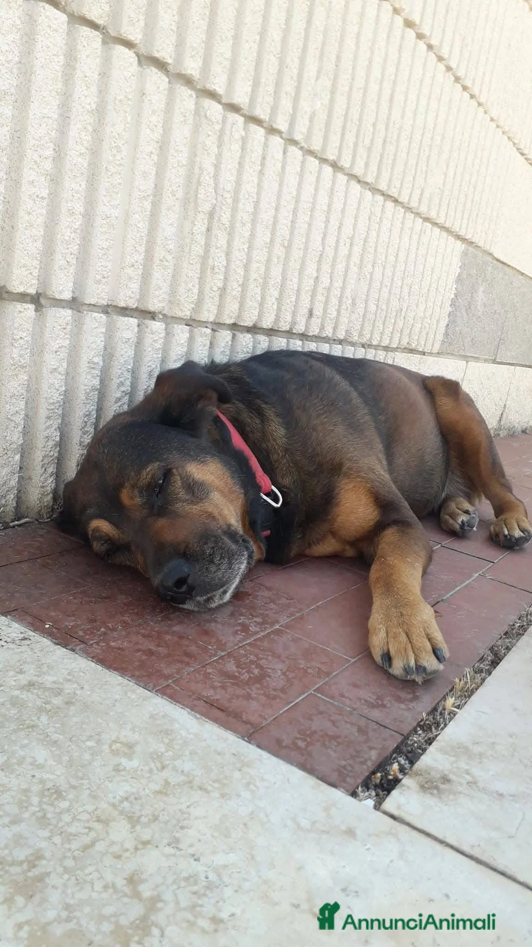 Dogue de Bordeaux cani in regalo: Nina 7 anni - Annuncio 5