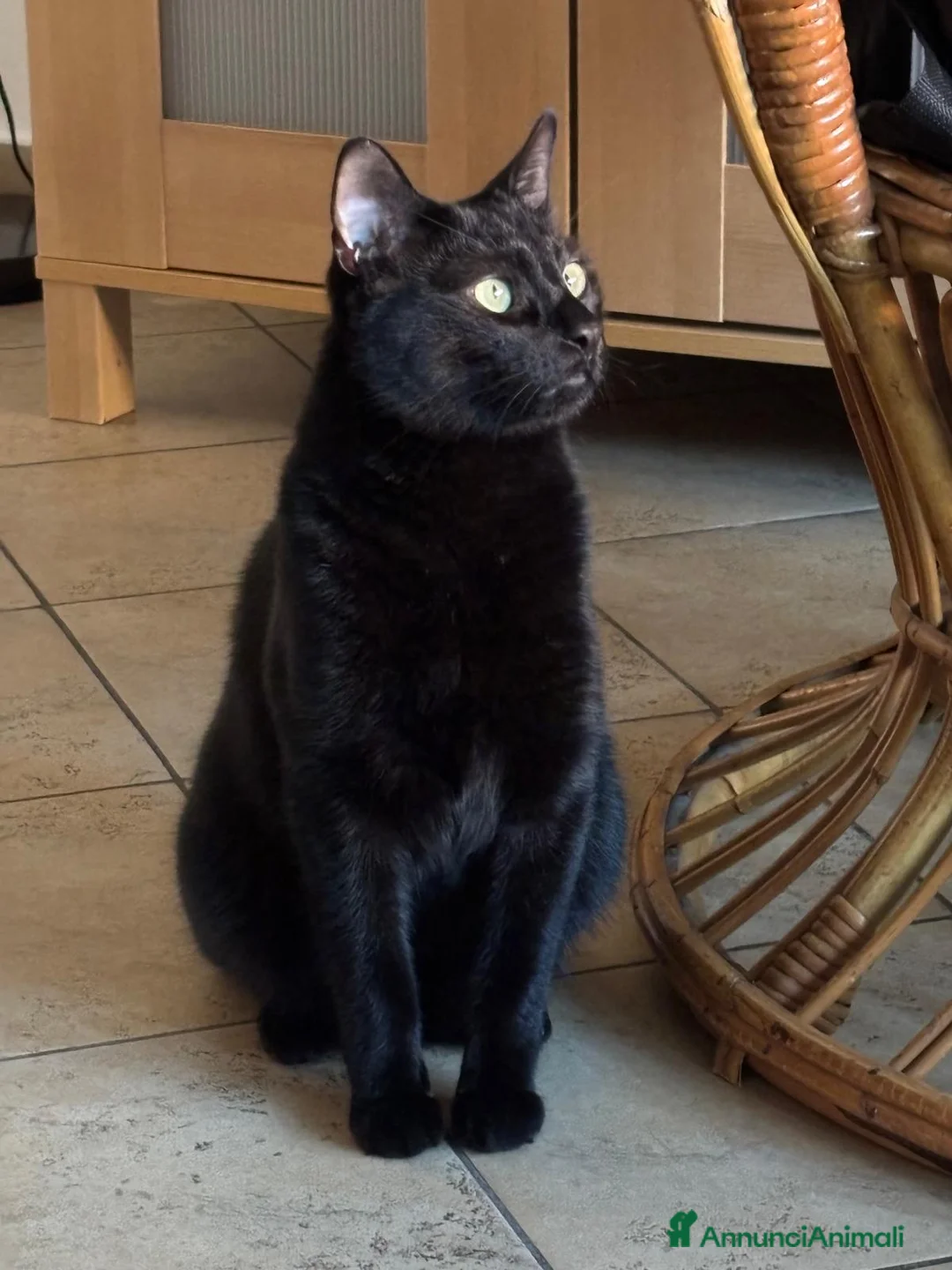 Europeo gatti in regalo: Frodo in cerca di adozione a Città metropolitana di Roma Capitale - Annuncio 1