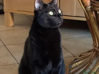 Europeo gatti Frodo in cerca di adozione a Città metropolitana di Roma Capitale - Annuncio 36