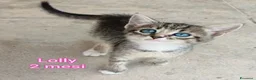 Altre razze gatti in regalo: MICINI, URGENTE!!! TEMPO SCADUTO  a Provincia di Arezzo - Annuncio 2