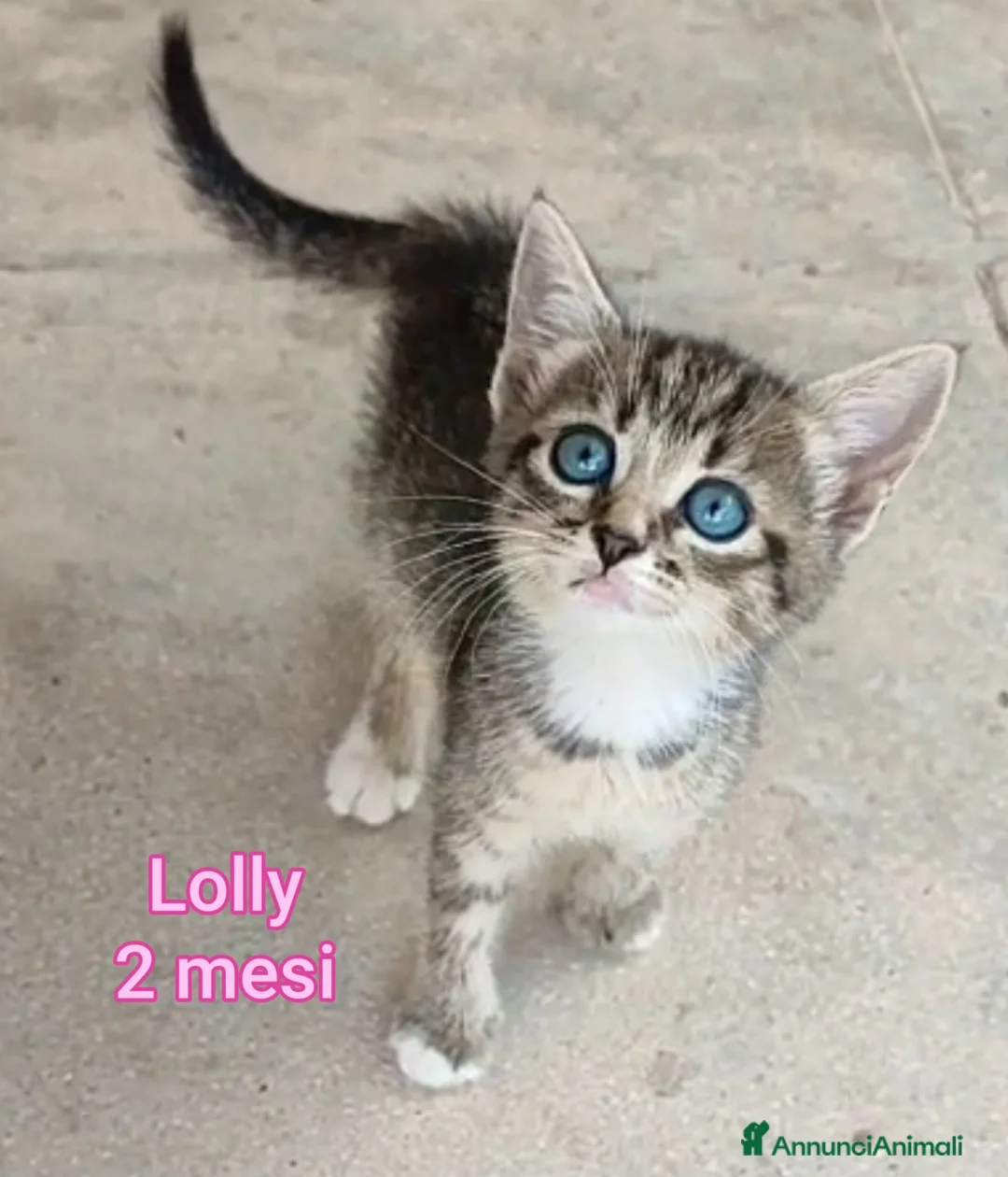 Altre razze gatti in regalo: MICINI, URGENTE!!! TEMPO SCADUTO  a Provincia di Arezzo - Annuncio 2