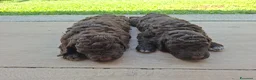 Lagotto cani in vendita: Lagotto romagnolo  - Annuncio 4