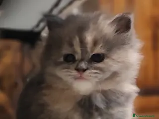 Persiano gatti Cucciola di persiano tricolore - Annuncio 1