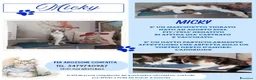 Europeo gatti in regalo: MICKY, affettuoso micio da adottare! - Annuncio 1