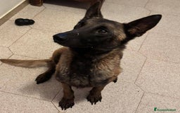 Pastore Belga cani in regalo: Raja - pastore belga malinois 4 anni in adozione a Provincia di Latina - Immagine 2