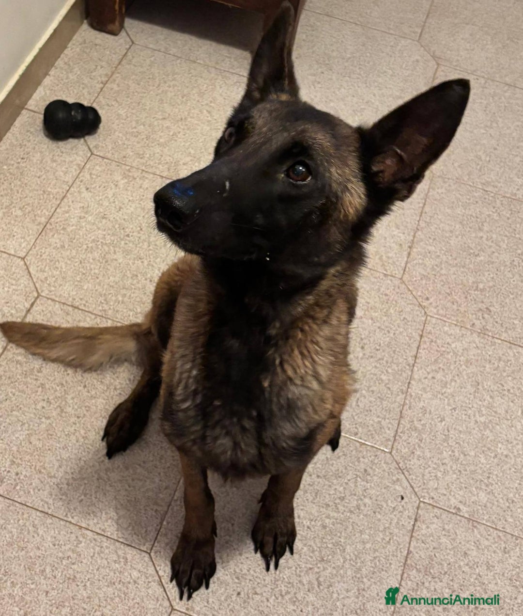 Pastore Belga cani in regalo: Raja - pastore belga malinois 4 anni in adozione a Provincia di Latina - Immagine 2