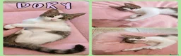 Europeo gatti in regalo: Gattini cercano famiglia!  a Provincia di Vicenza - Annuncio 4