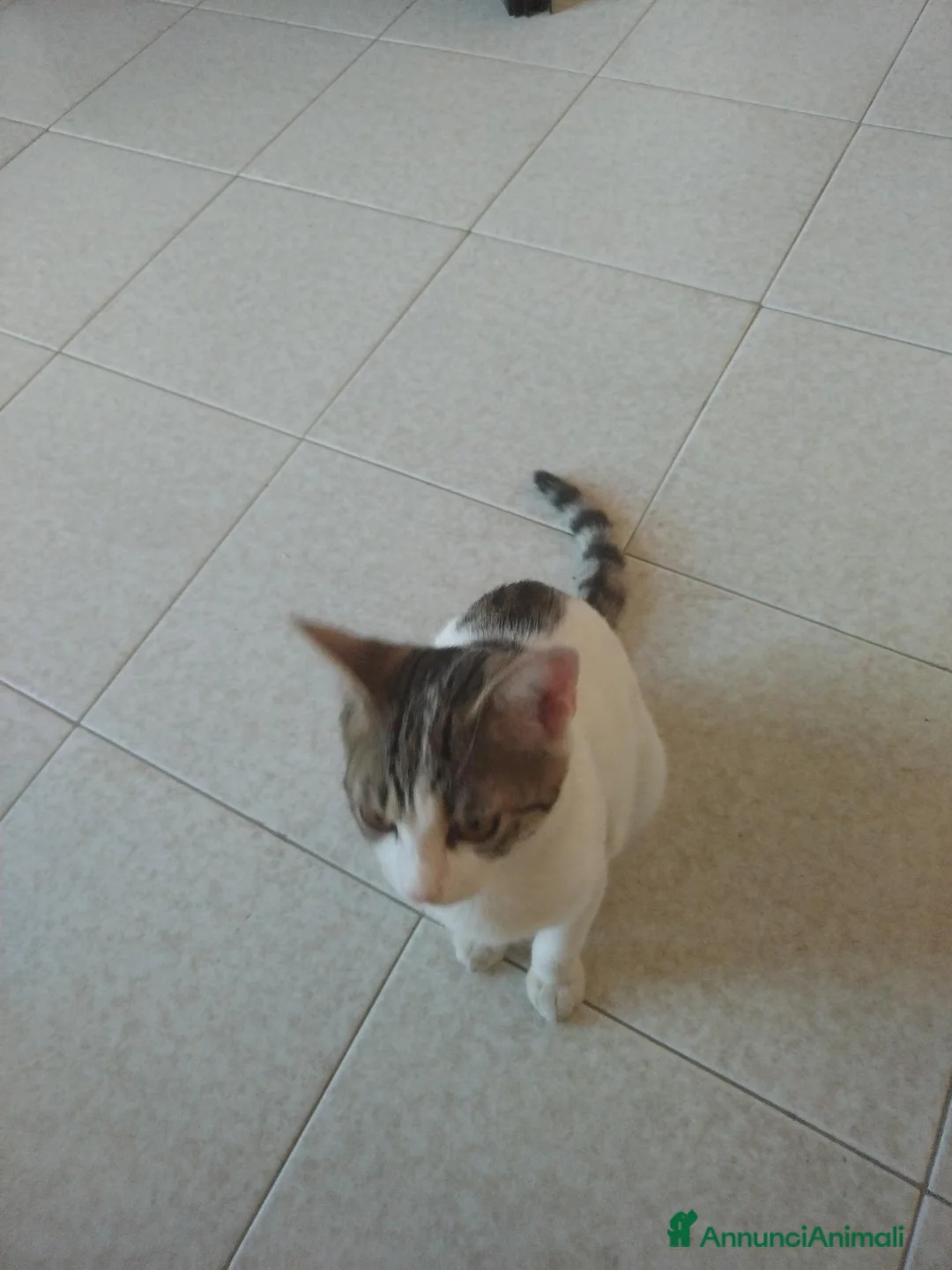 Meticcio gatti in regalo: Chicco cerca adozione - Annuncio 2