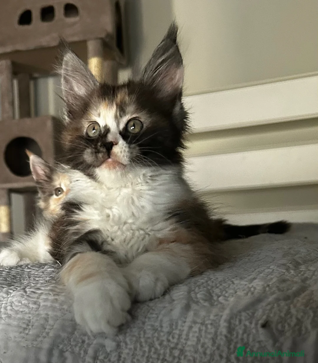 Maine Coon gatti in vendita: Maine coon con pedigree  - Annuncio 1