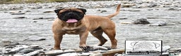 Bullmastiff cani per accoppiamento: Stallone disponibile - Annuncio 2