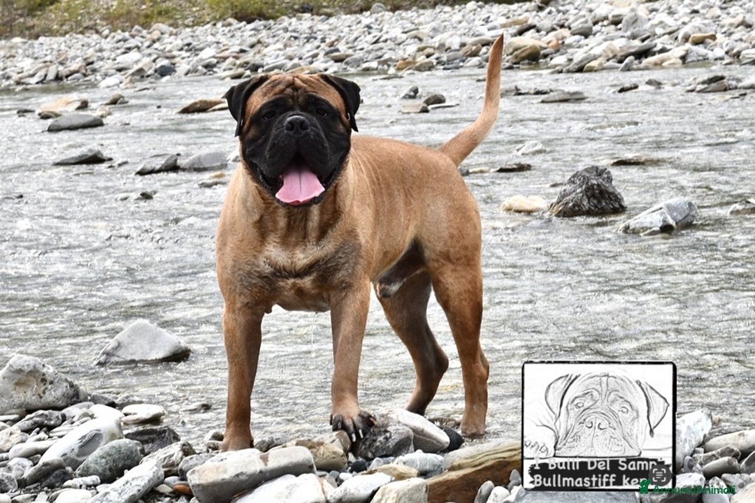 Bullmastiff cani per accoppiamento: Stallone disponibile - Annuncio 2