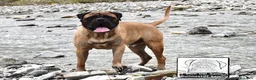 Bullmastiff cani per accoppiamento: Stallone disponibile - Annuncio 2