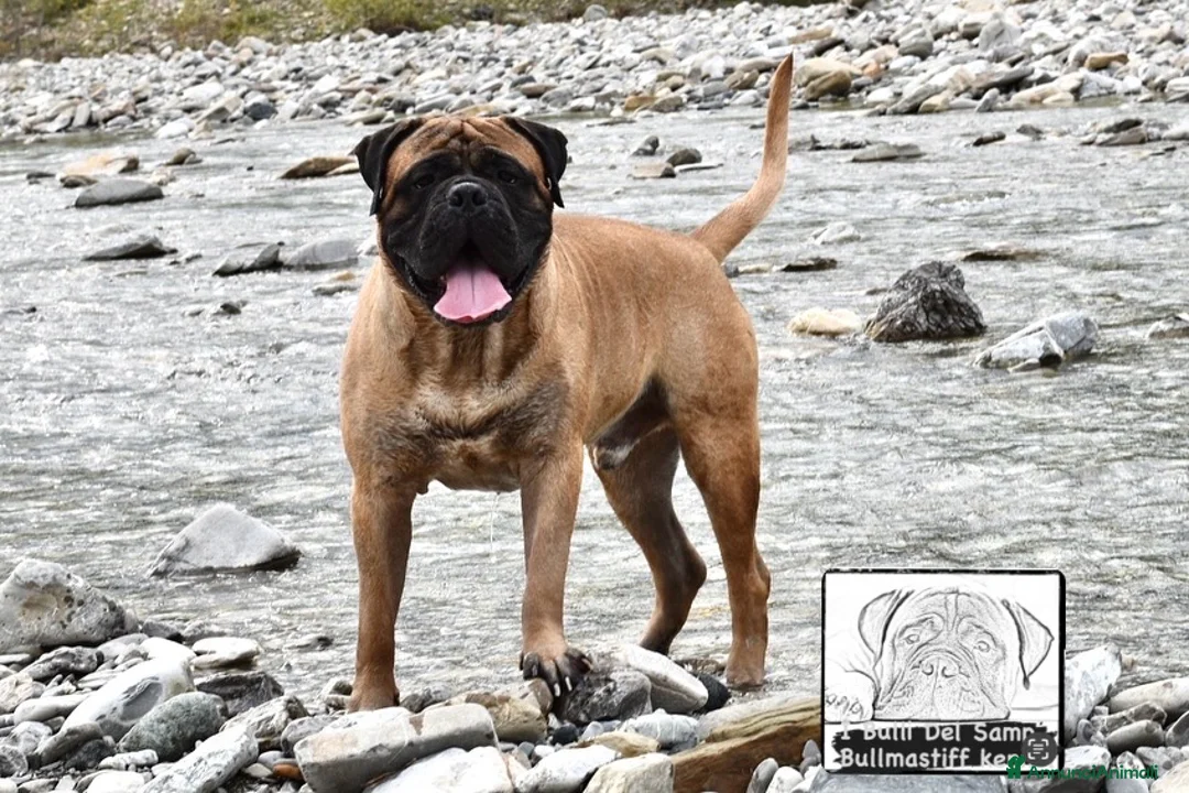 Bullmastiff cani per accoppiamento: Stallone disponibile - Annuncio 2