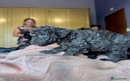 Barboncino cani in vendita: Barboncini toy e nano a Città metropolitana di Roma Capitale - Immagine 7