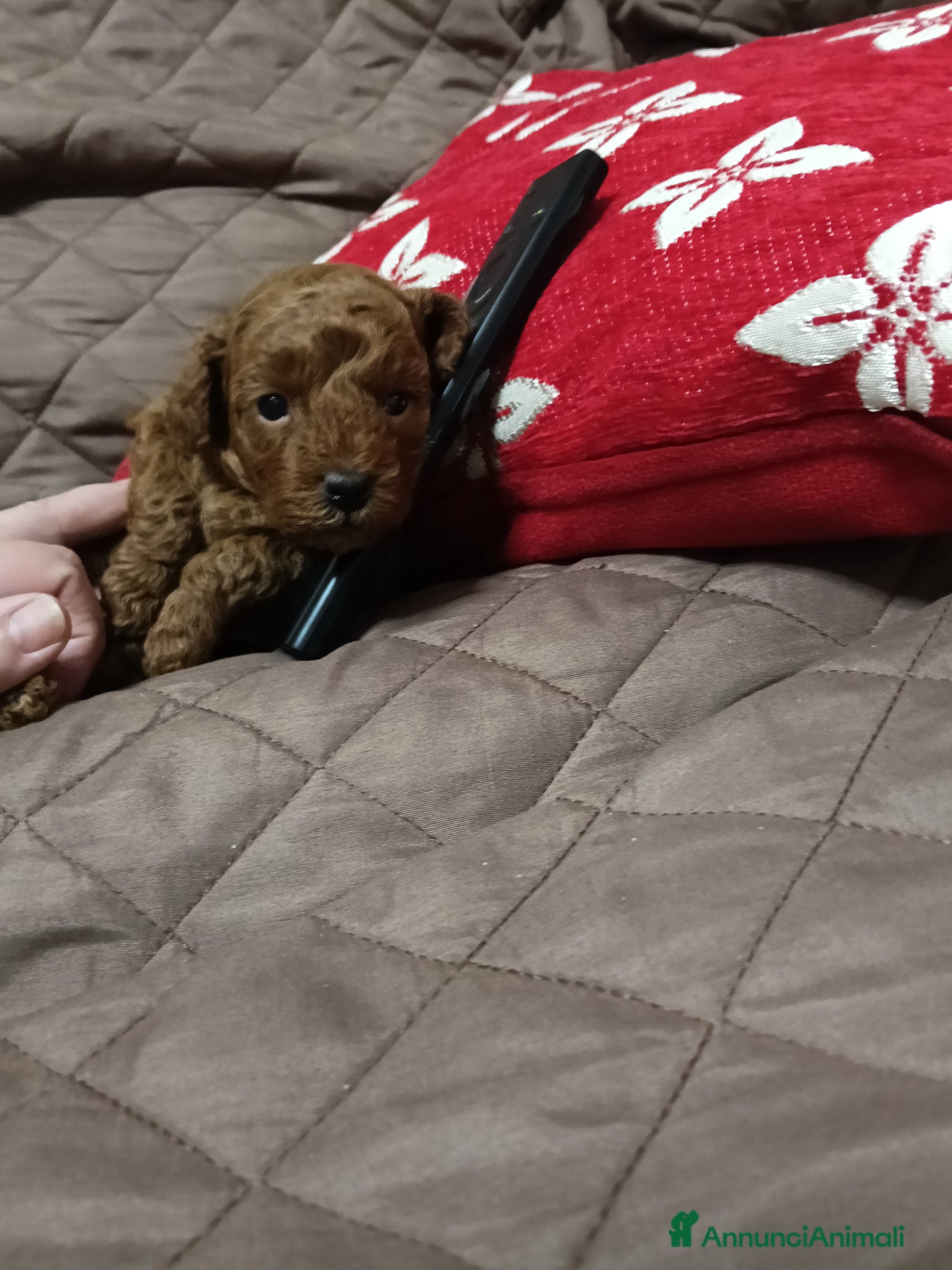 Barboncino Toy cani Bimbo da amare  - Annuncio 2