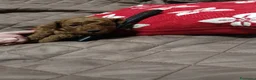 Barboncino Toy cani in vendita: Bimbo da amare  - Annuncio 2