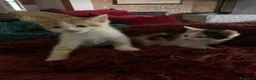 Europeo gatti in regalo: Gattini per adozione  - Annuncio 3