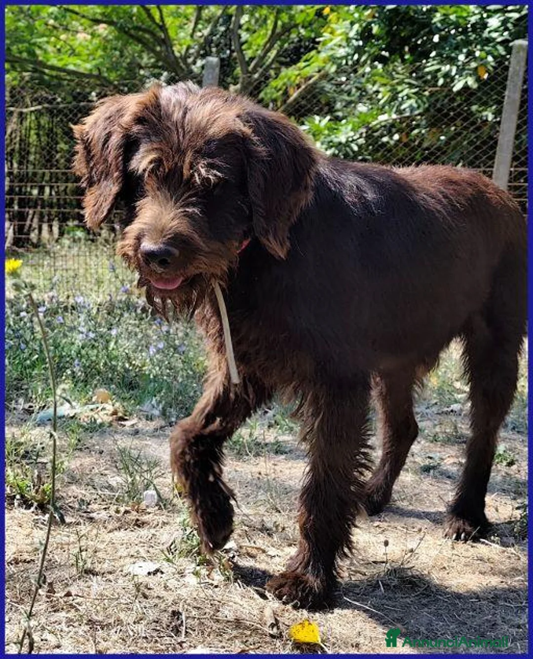 Meticcio cani in regalo: SPELACCHIO ha perso tutto.... - Annuncio 2