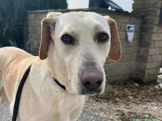 Meticcio cani BERTA UNA MAMMA SPECIALE, IN ADOZIONE - Annuncio 31