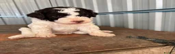 Lagotto cani in vendita: Cuccioli di lagotto romagnolo  a Provincia di Forlì-Cesena - Annuncio 8