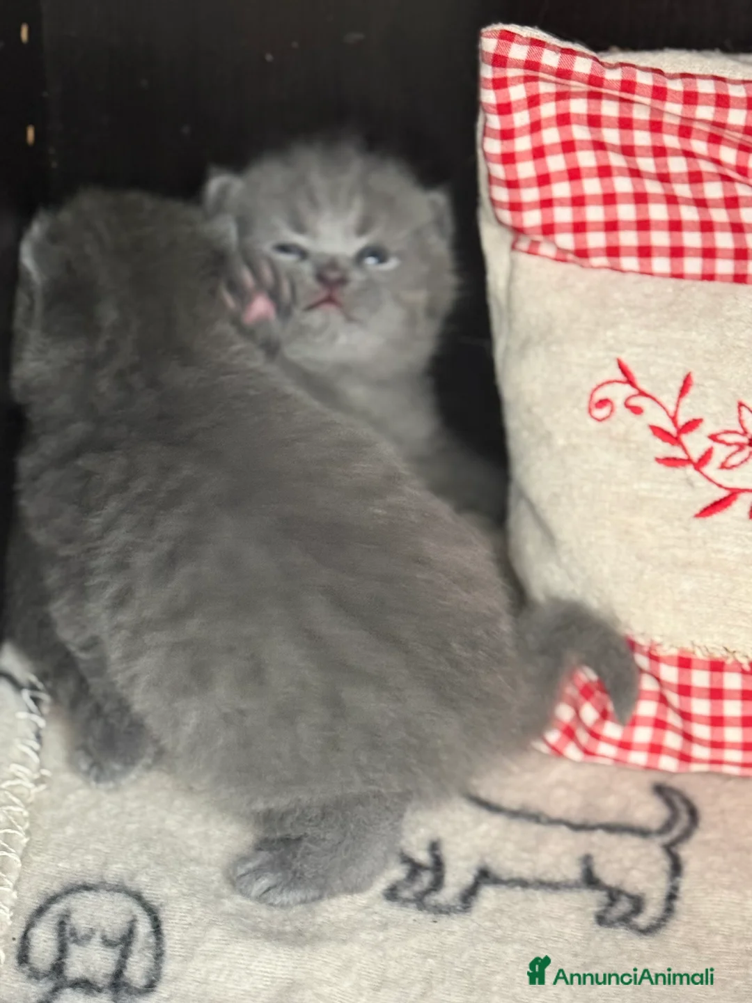 Scottish gatti in vendita: Gattini scottish fold blue - Annuncio 11