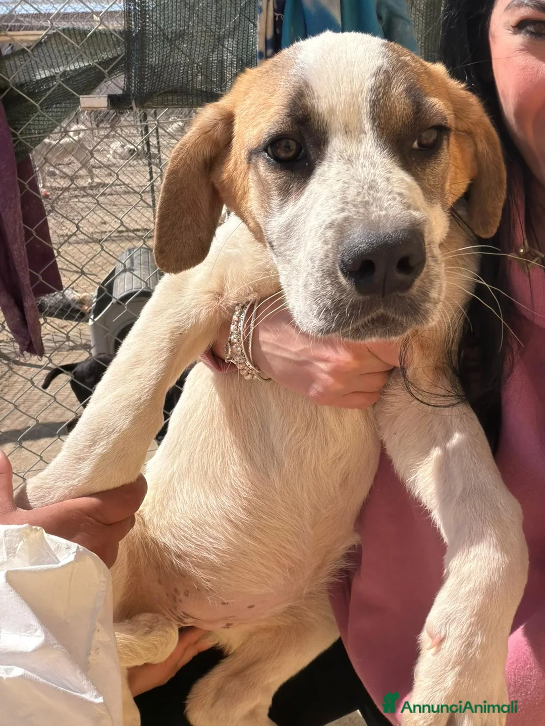 Meticcio cani in regalo: Isabel  a Provincia di Crotone - Annuncio 8