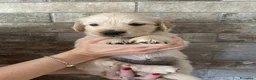 Golden Retriever cani in vendita: Cuccioli golden retriever linea inglese pedigree - Annuncio 6