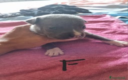 Pitbull cani in vendita: Cuccioli di pitbull a Città Metropolitana di Genova - Immagine 10