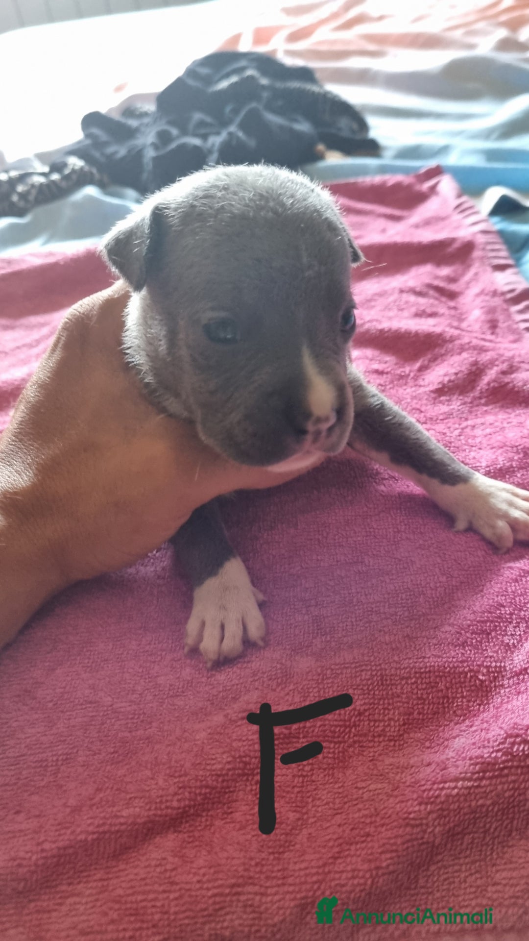 Pitbull cani in vendita: Cuccioli di pitbull a Città Metropolitana di Genova - Immagine 10