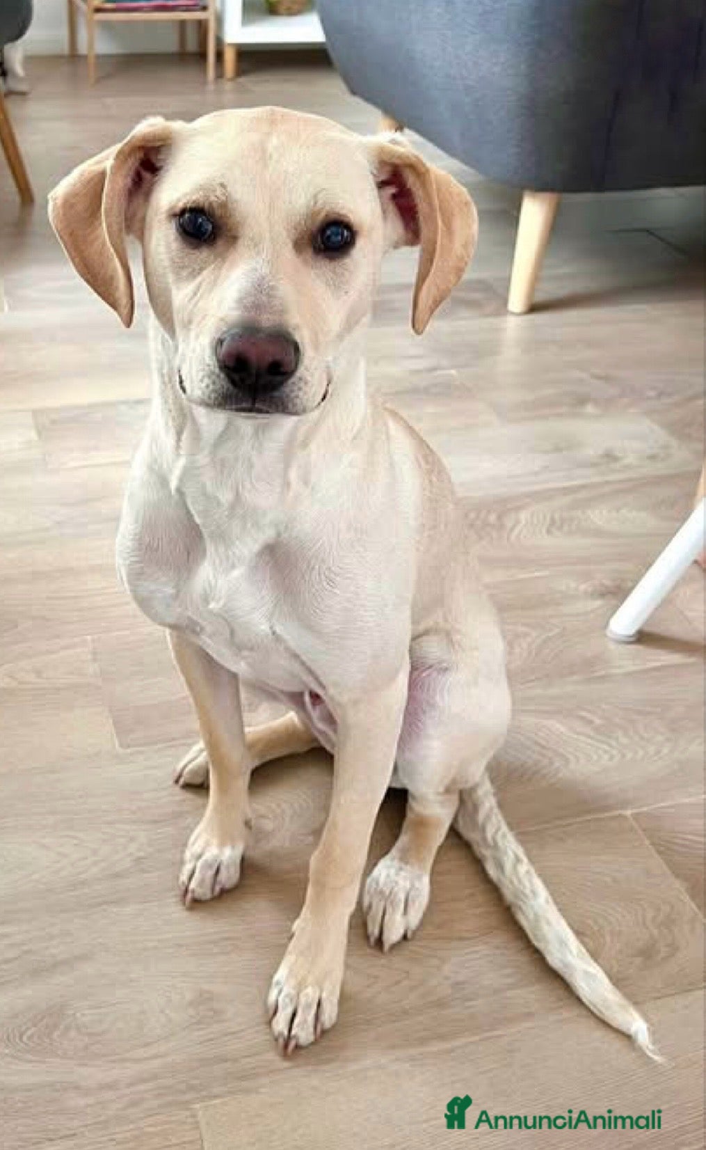 Meticcio cani Milo tutto orecchie - Annuncio 12