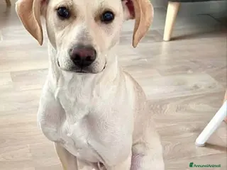 Meticcio cani Milo tutto orecchie - Annuncio 12