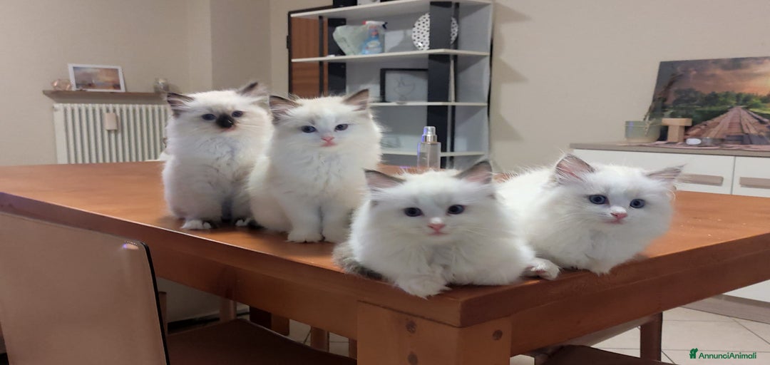 Immagine della galleria {{count}}