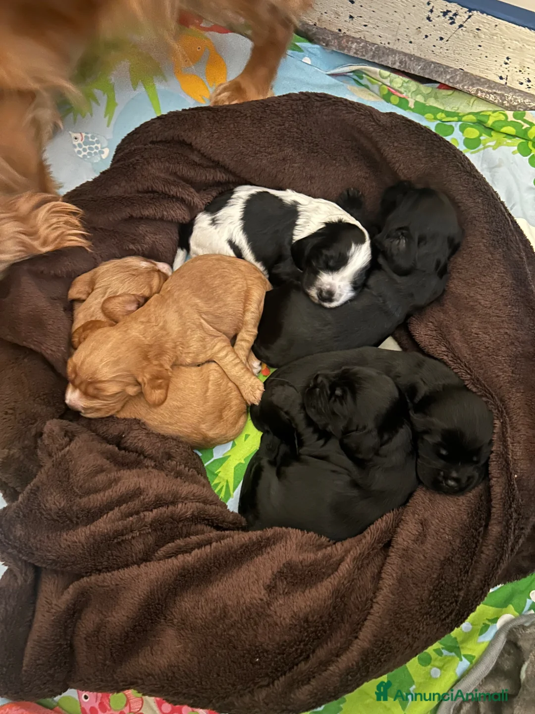 Cocker cani in vendita: Cuccioli Cocker Spaniel - Annuncio 2
