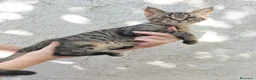 Meticcio gatti in vendita: Gattini incrocio Maine Coon  a Provincia di Trieste - Annuncio 4