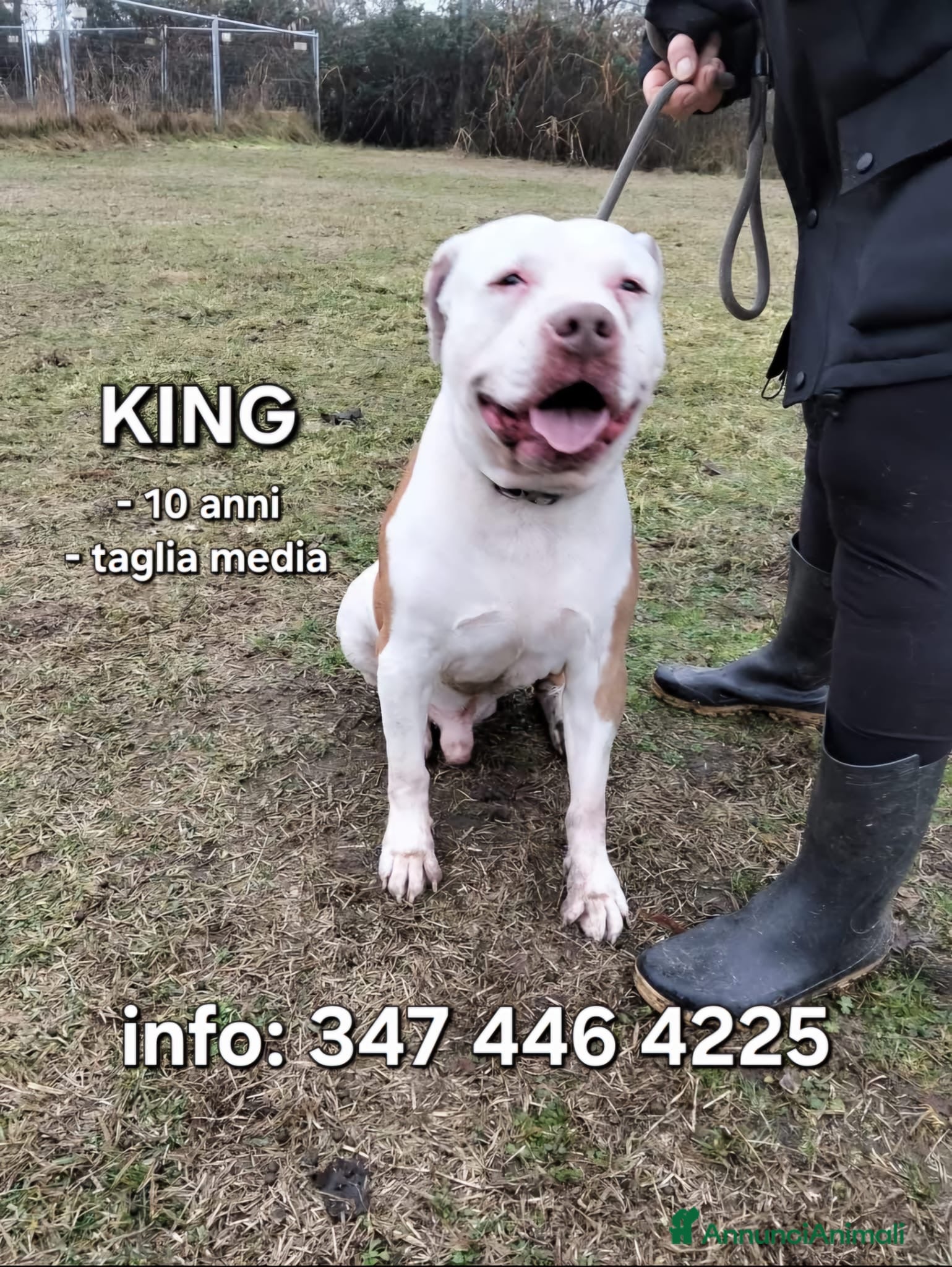 Meticcio cani KING 💙 - adozione del cuore URGENTE. 😢 - Annuncio 5