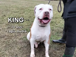 Meticcio cani KING 💙 - adozione del cuore URGENTE. 😢 - Annuncio 5